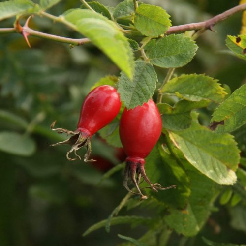 Rosehip